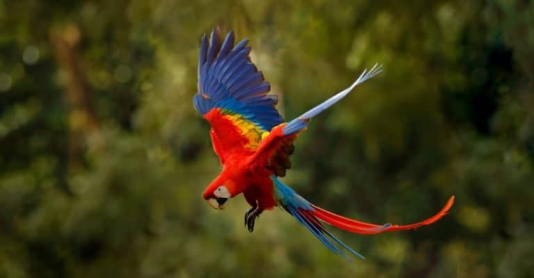 Most Colorful Animals: Scarlet Macaw