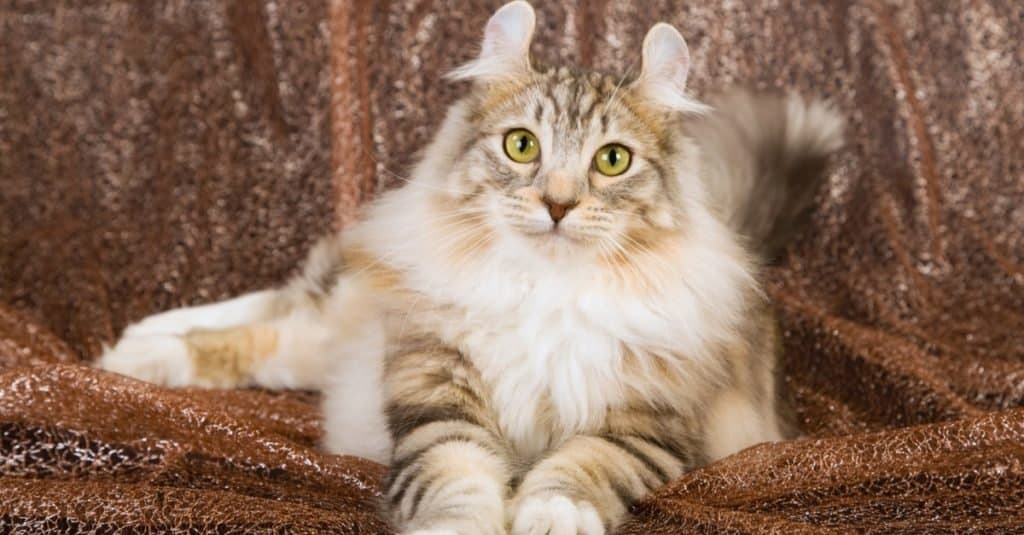 The 15 Most Expensive Cat Breeds