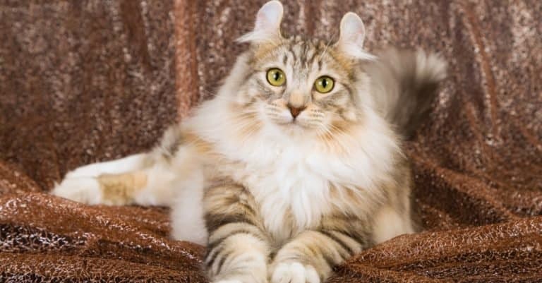 Most Expensive Cat Breeds: American Curl