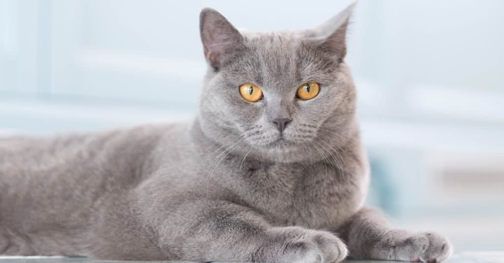 Most Expensive Cat Breeds in the World