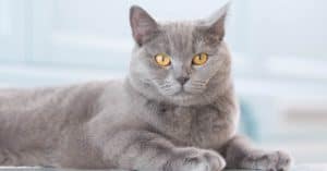 The Best Brushes for Short-Haired Cats Picture