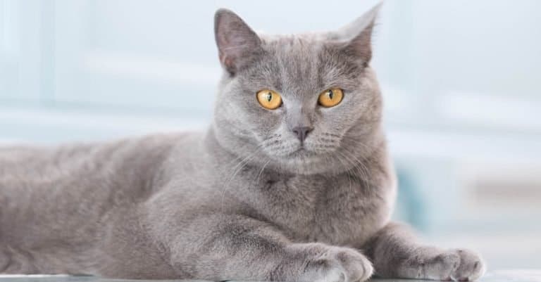 Most Expensive Cat Breeds: British Shorthair