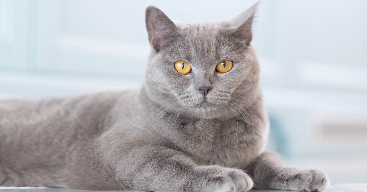 The 6 Best Brushes for Short-Haired Cats - AZ Animals