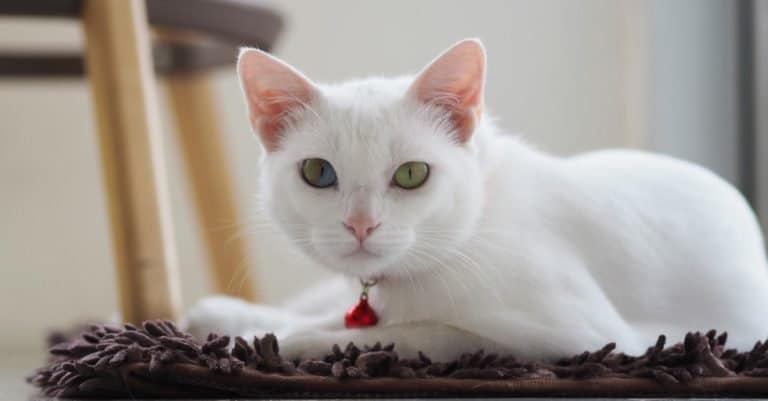 Most Expensive Cat Breeds: Khao Manee