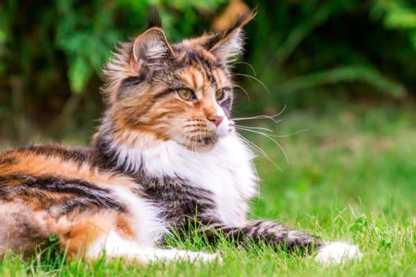 Maine coons are highly intelligent pets, and they can be trained to perform simple tricks on command.