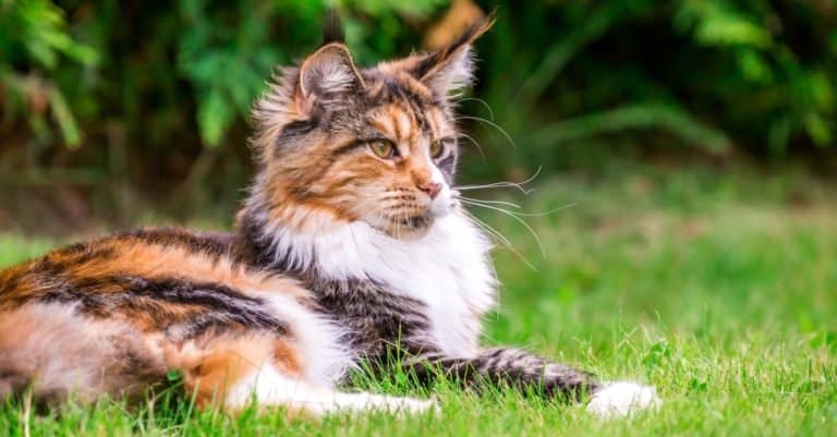 Most Expensive Cat Breeds: Maine Coon