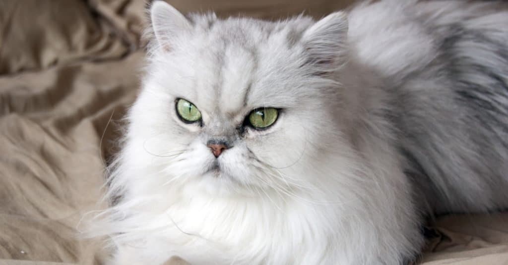 The 15 Most Expensive Cat Breeds of 2022 – PureWow