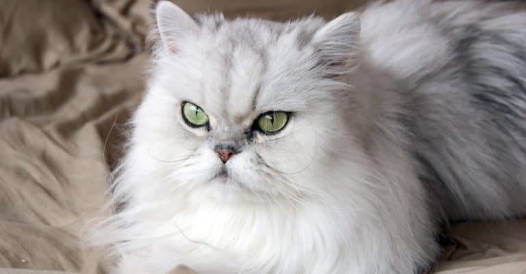 Most Expensive Cat Breeds: Persian