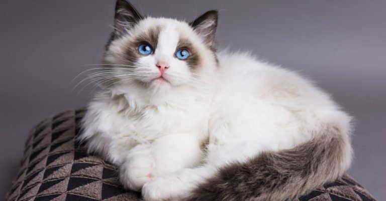 Most Expensive Cat Breeds: Ragdoll