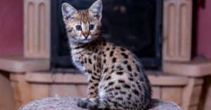 Savannah Cat Prices in 2023: Purchase Cost, Vet Bills, & Other Costs Picture