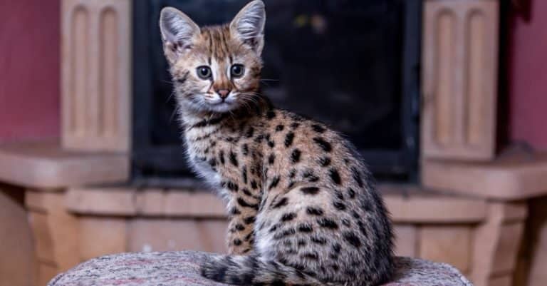 Most Expensive Cat Breeds: Savannah Cat