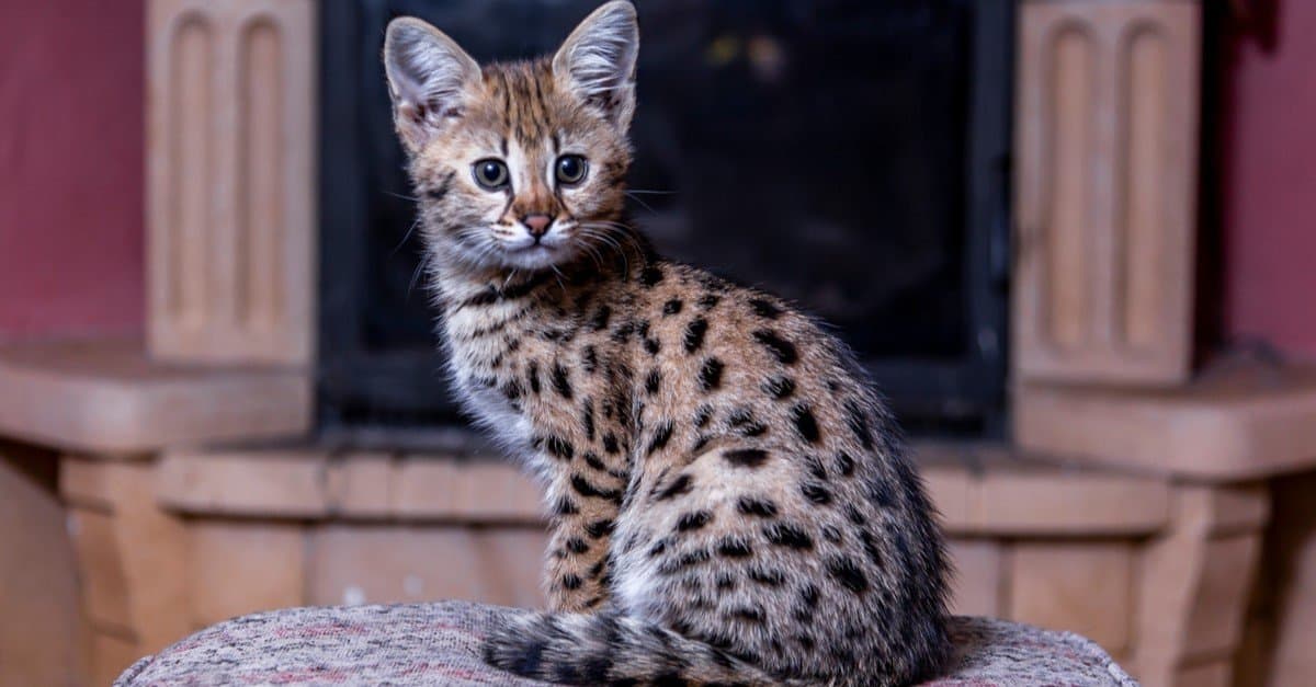 savannah cat full grown