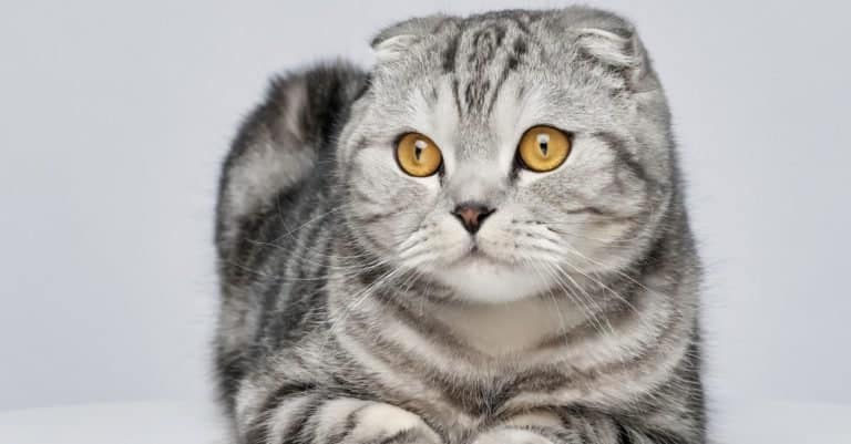 Most Expensive Cat Breeds: Scottish Fold