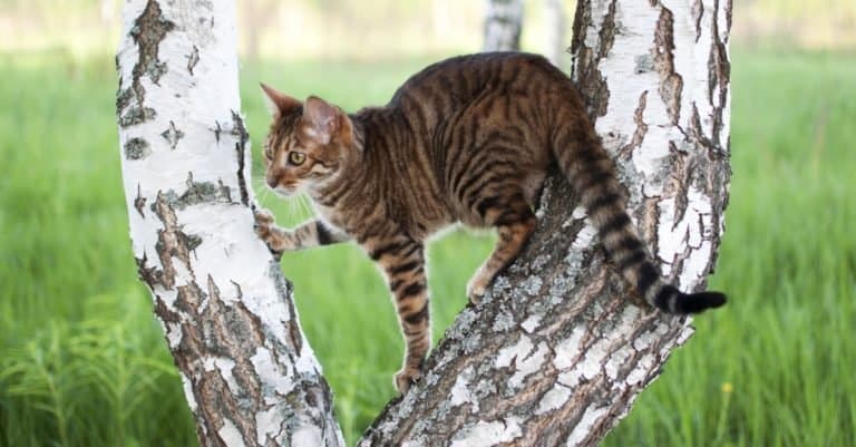 Most Expensive Cat Breeds: Toyger