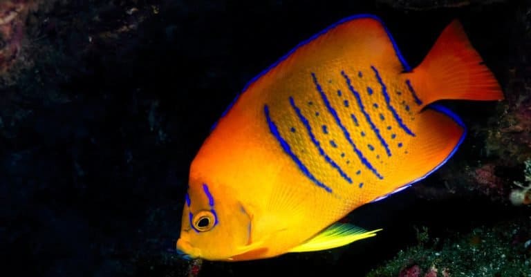 Most Expensive Fish: Clarion Angelfish