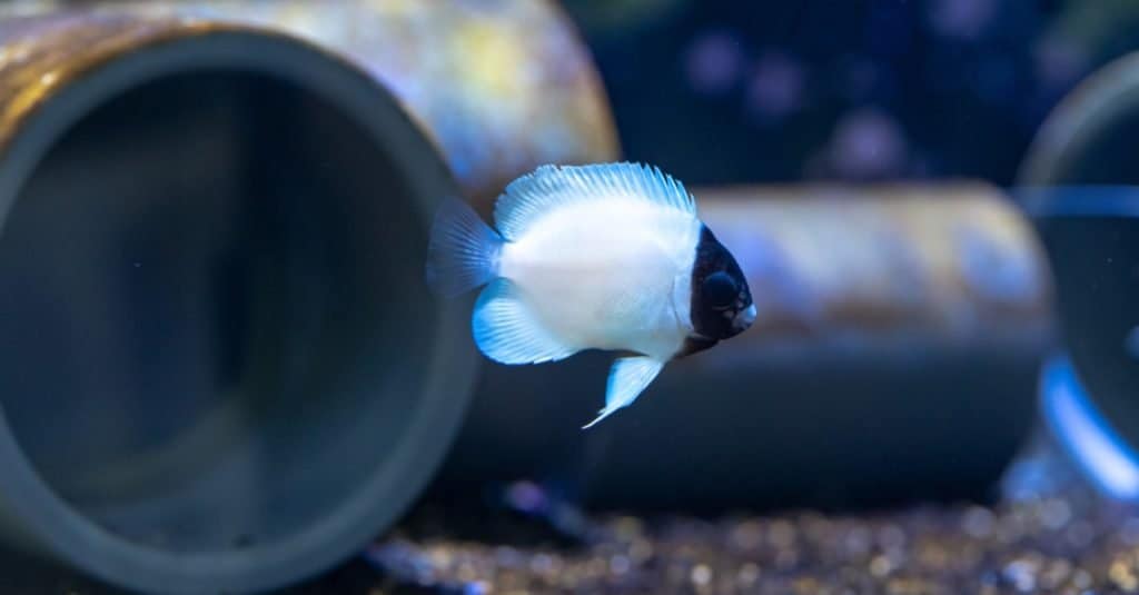 Cá đắt nhất: Masked Angelfish