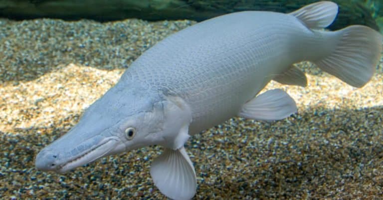 Most Expensive Fish: Platinum Alligator Gar