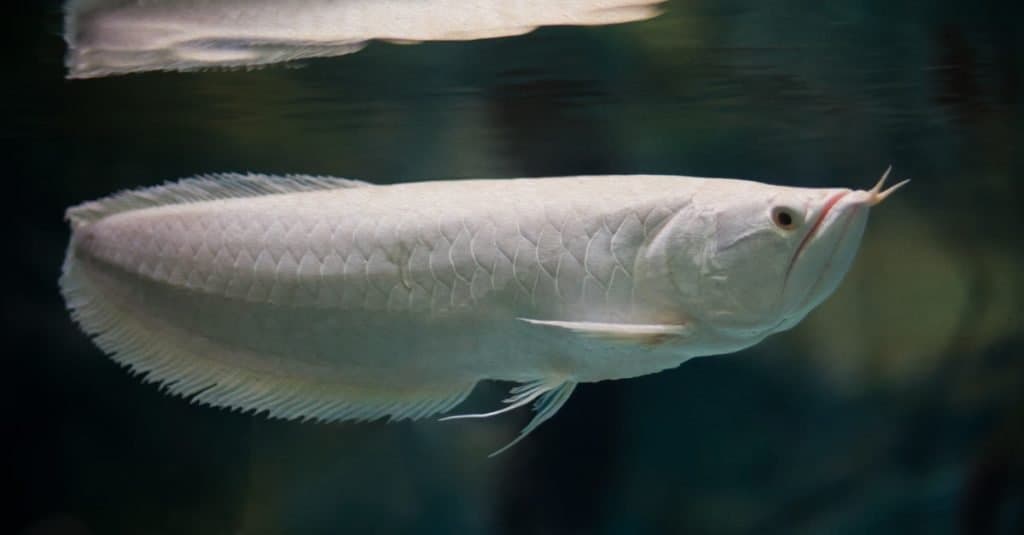 Most Expensive Fish: Platinum Arowana