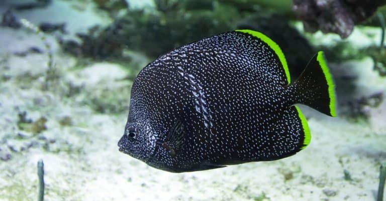 Most Expensive Fish: Wrought Iron Butterflyfish