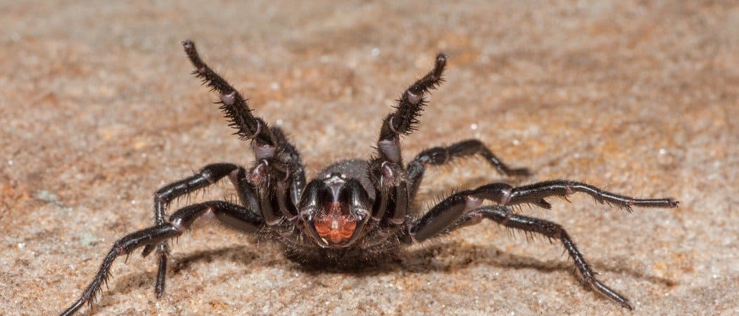 The Worlds Most Venomous Spider Az Animals