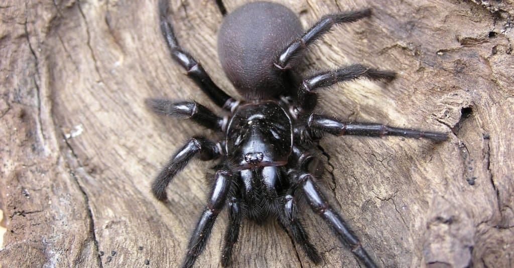 Most Venomous Spider