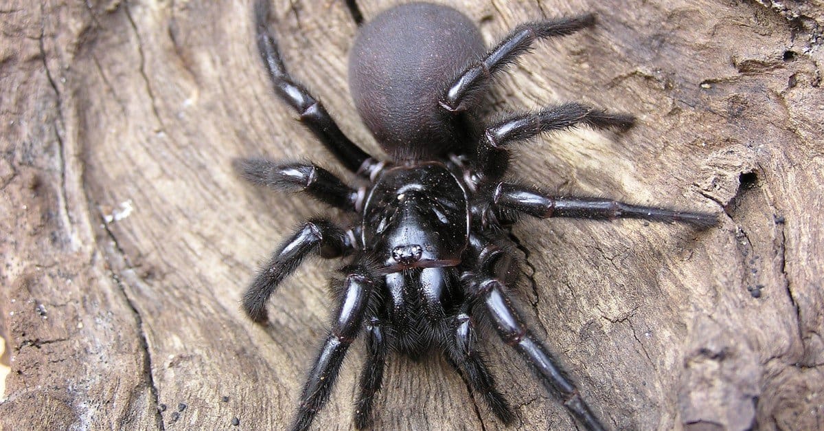 WATCH: Thousands of spiders take refuge in Australia after devastating  floods