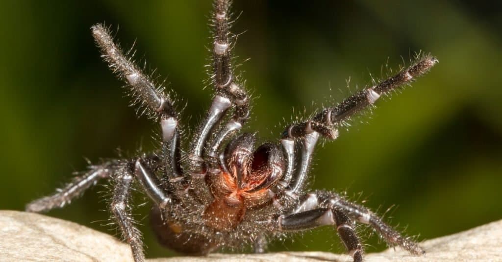 most poisonous spider