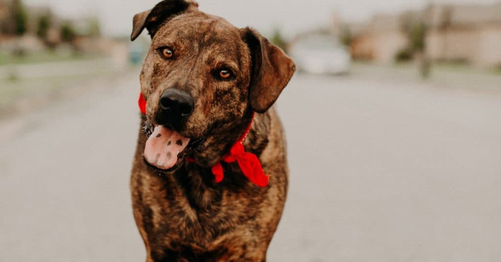 Mountain Cur Brindle Mutt wearing a red hood