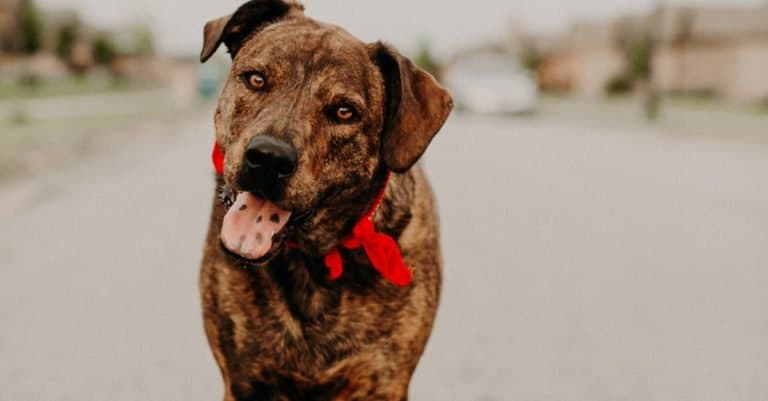 Mountain Cur Brindle Mutt in red bandana