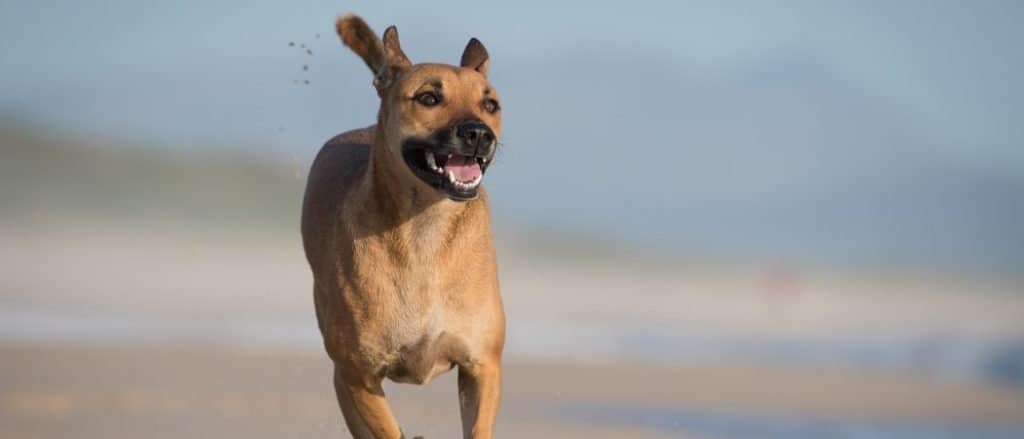 Mountain Cur running on beach