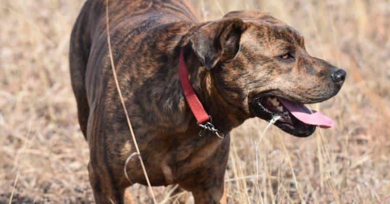 Brindle Mountain Cur standing in a field on a hiking trail.