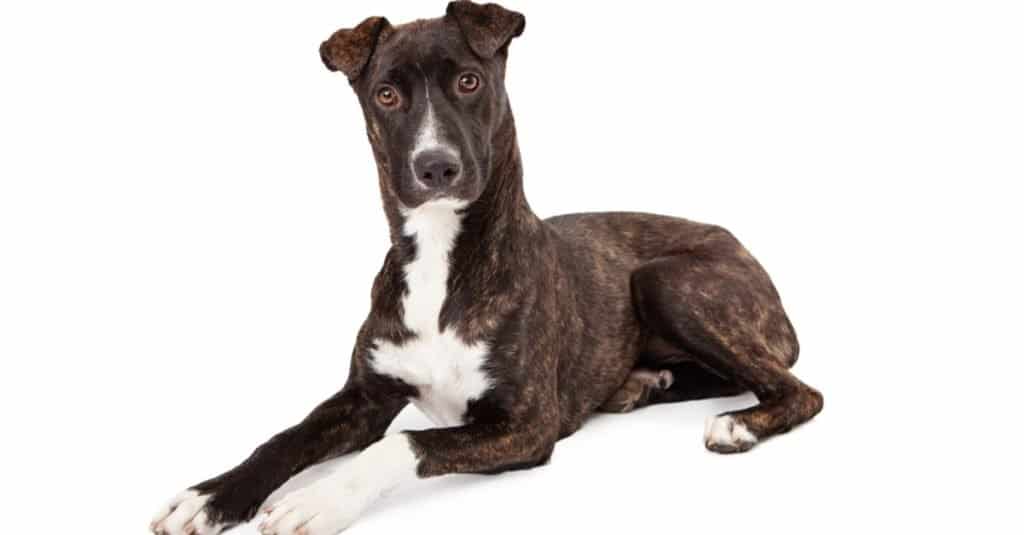 A beautiful Mountain Cur breed dog with a brindle coat laying down