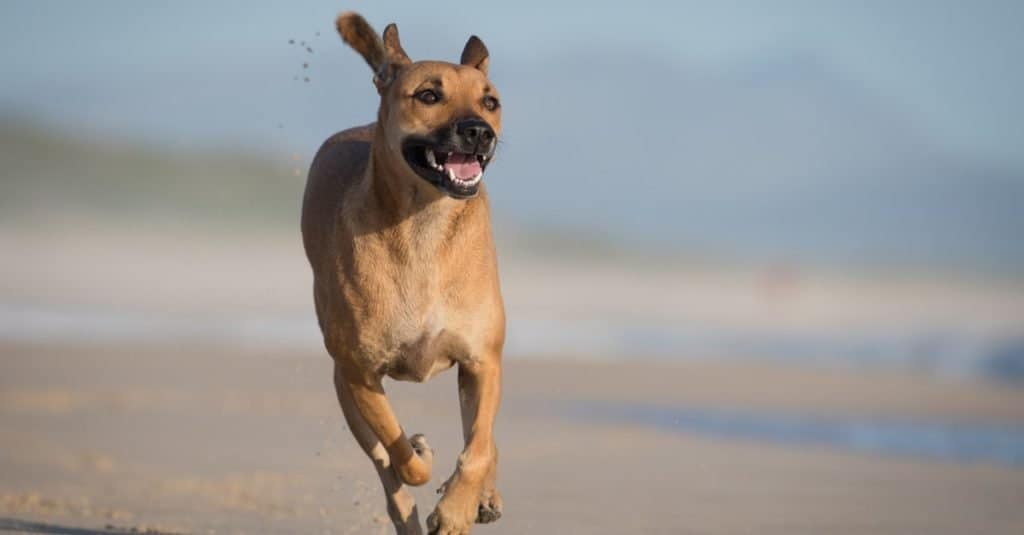 Mountain Cur vs Black Mouth Cur