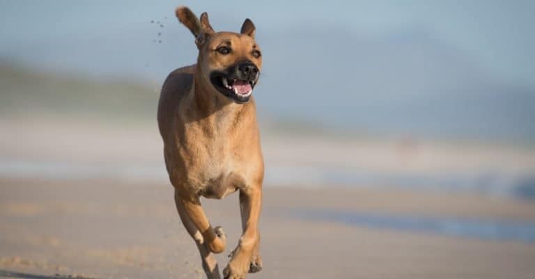Mountain Cur dog running along a beach