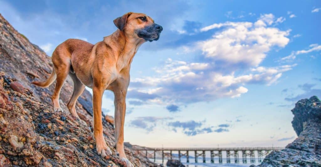 A low angle shot of a beautiful black mountain cur dog on the rocks under the cloudy sky