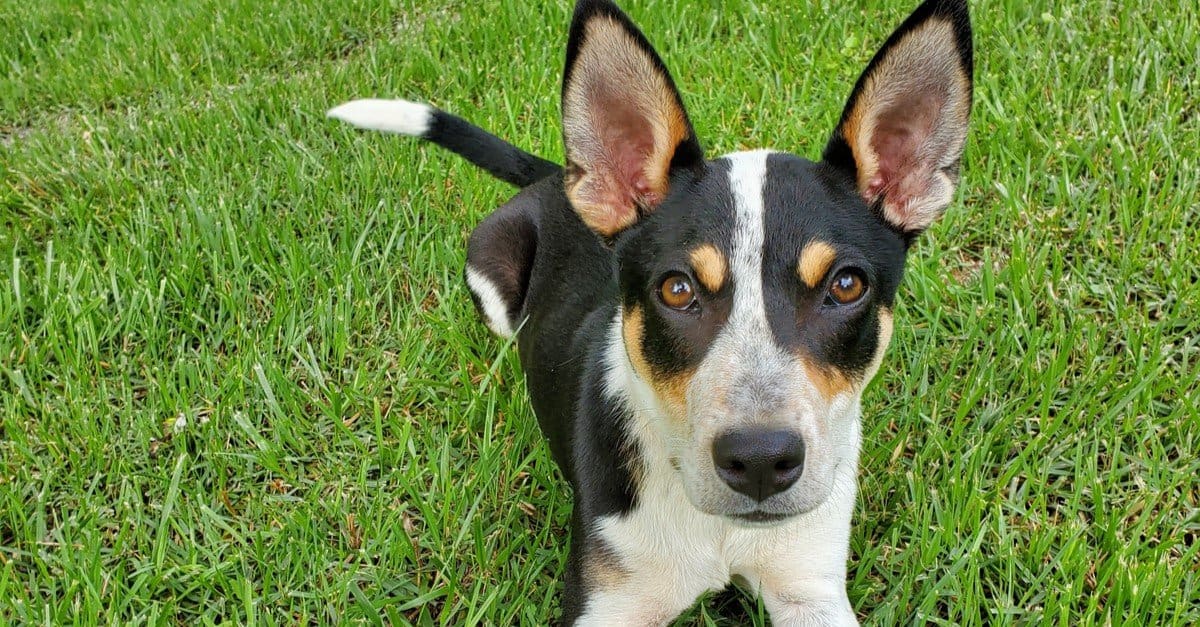 old time mountain feist dog breed