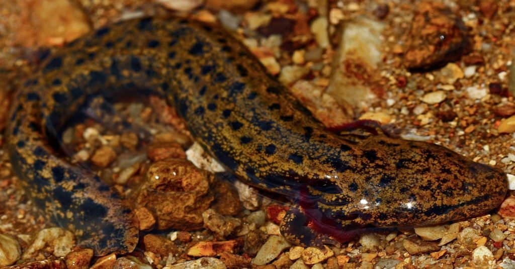 Red River Mudpuppy (Necturus maculosus) in a rocky stream.