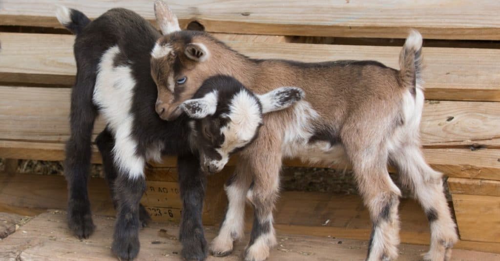 Two baby Nigerian Goats cuddle in the farmyard.
