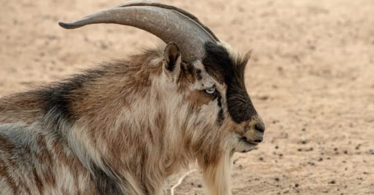 Nigerian Goat buck relaxing