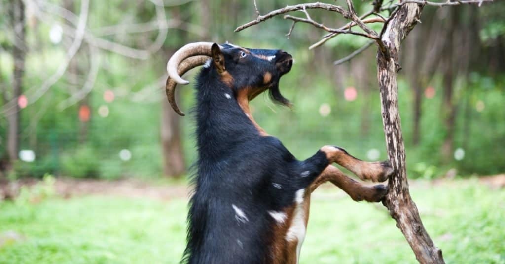 Nigerian goat eating bark from a tree.