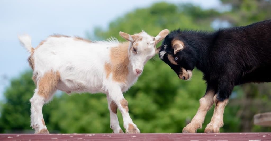 Two Nigerian goats playing in the garden.