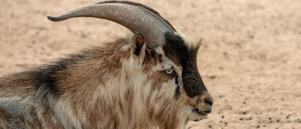 Nigerian Dwarf Goat buck relaxing