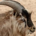 Nigerian Dwarf Goat