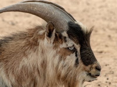 A Nigerian Goat