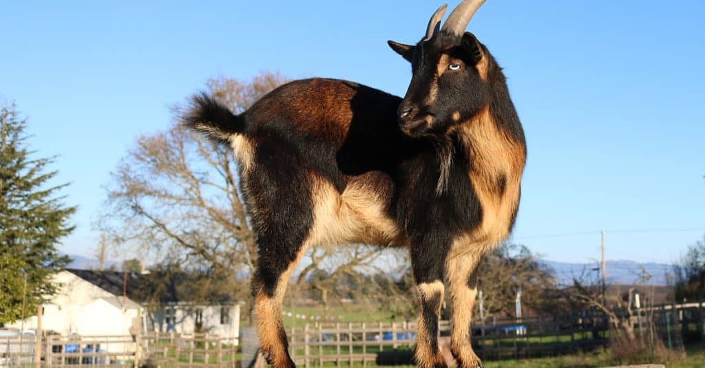 Nigerian Goat Standing on a Spool in the farmyard.