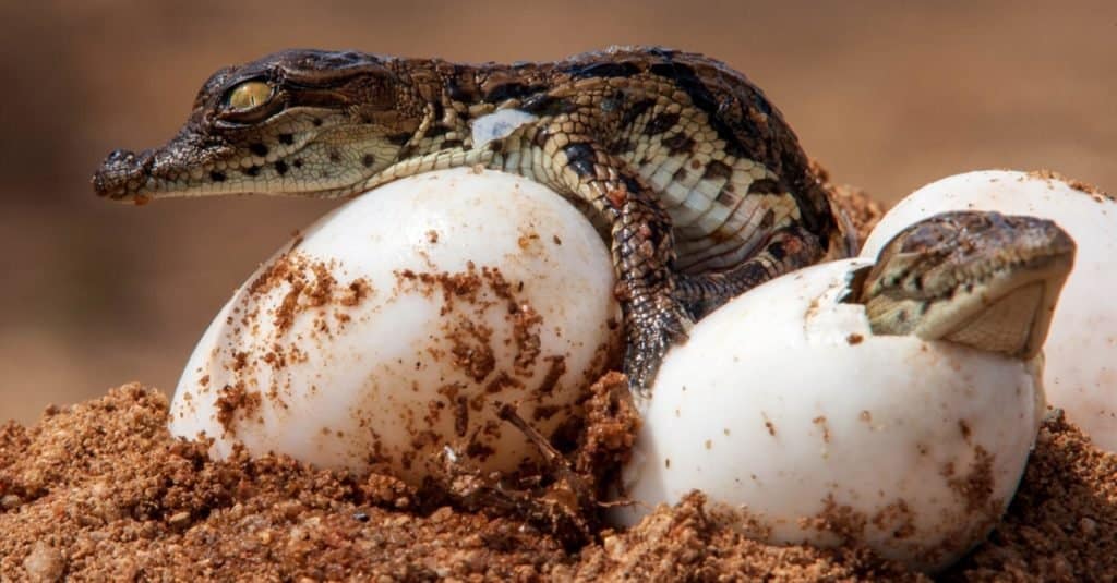 Two Nile Crocodiles hatching out of egg.