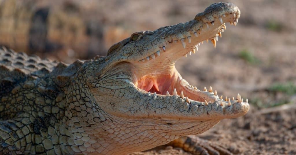 Nile crocodile seen on safari in South Africa