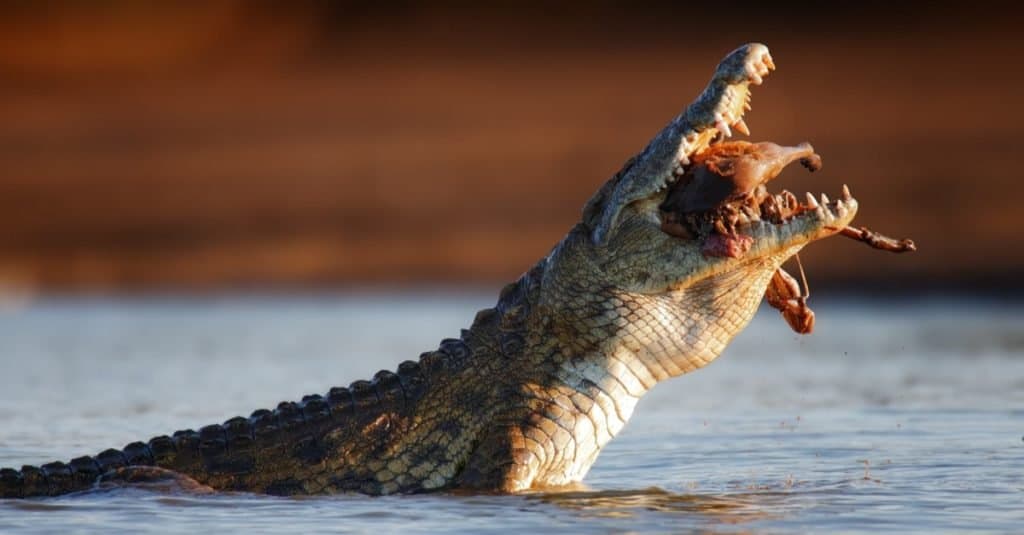 Nilkrokodil (Crocodylus niloticus) schluckt einen Impala - Krüger Nationalpark (Südafrika)
