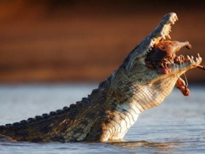 Nile Crocodile Animal Facts | Crocodylus niloticus | AZ Animals