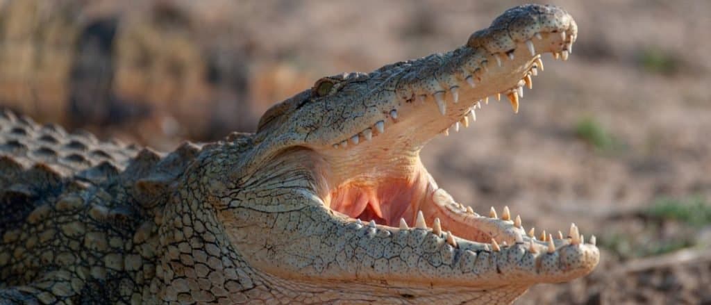 A Nile Crocodile seen on a safari in South Africa